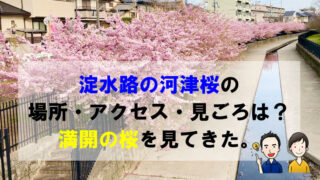 淀水路の河津桜の場所・アクセス・見ごろは？満開の桜を見てきた。